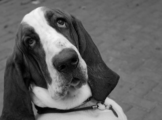 chien basset hound